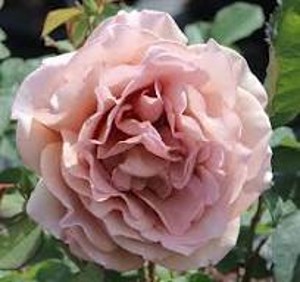 MOCHA (hybrid tea)